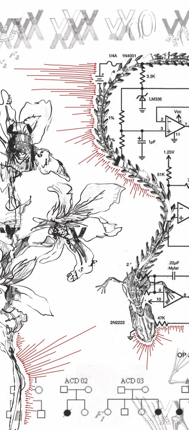 digital collage with skeleton of a tadpole, bees, and orchids