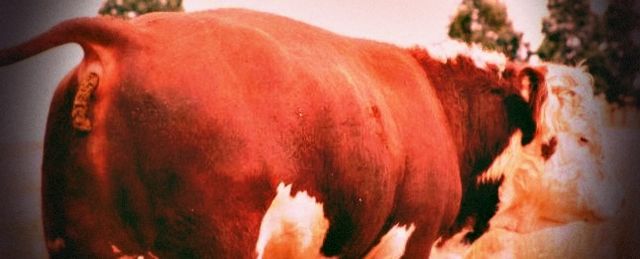 the rear end of a steer